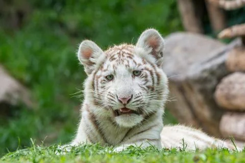 White tiger Stock Photos