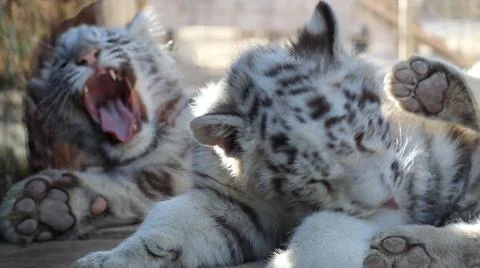 White Tiger Stock Photos