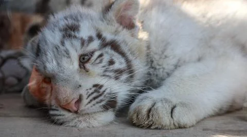 White Tiger Stock Photos