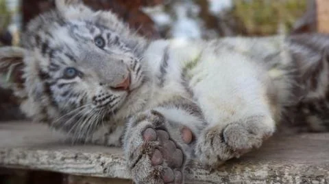 White Tiger Stock Photos