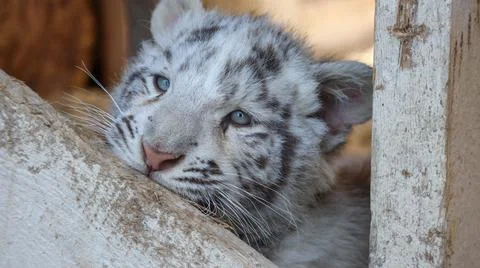 White Tiger Stock Photos