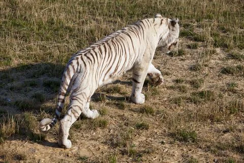 White tiger Stock Photos
