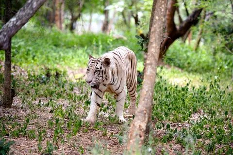 White Tiger Stock Photos