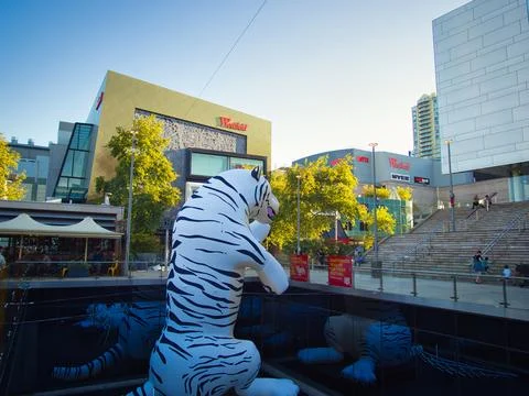 White Tiger Stock Photos