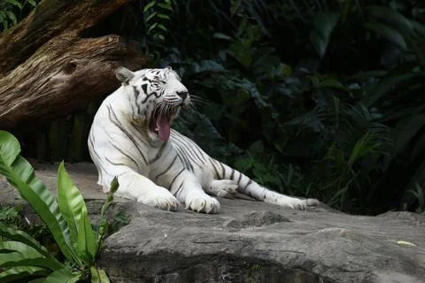The White Tiger Stock Photos