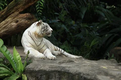 The White Tiger Stock Photos