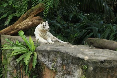 The white tiger Stock Photos