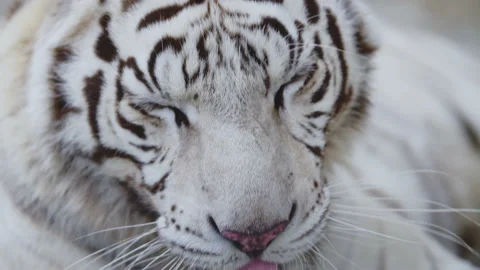 A white tiger with a pink nose squints its eyes and licks its paw. Stock Footage 159645916