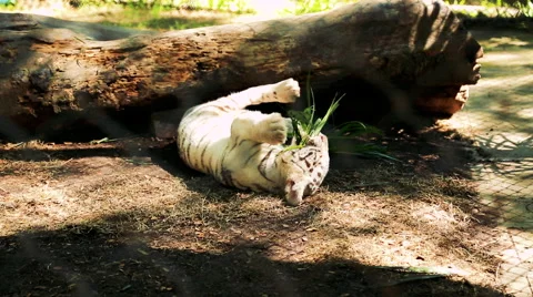 White tiger playing in zoo Stock Footage 57715028