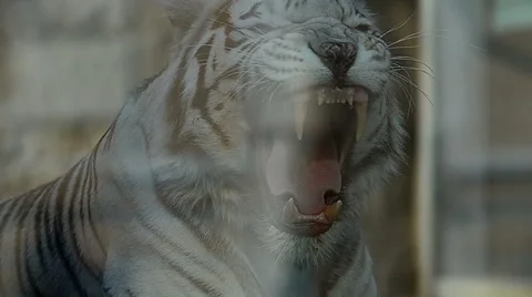 White tiger portrait Stock Footage 64779100