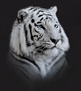 White  tiger portrait Stock Photos
