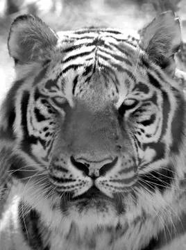 White Tiger Portrait Stock Photos
