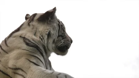 White tiger profile with isolated. Stock Footage 305862399