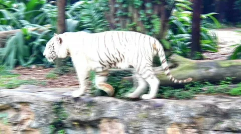 White tiger prowling around Stock Footage 643945