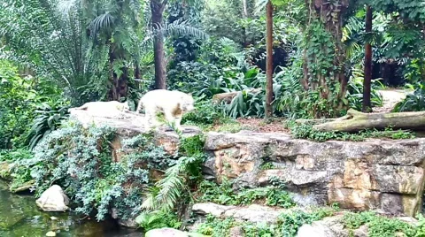 White tiger prowling around Stock Footage 643949