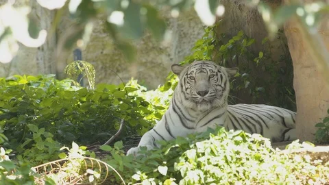 White Tiger is relaxing. Stock Footage 97844614