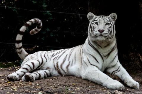 White tiger resting in the forest Foto stock