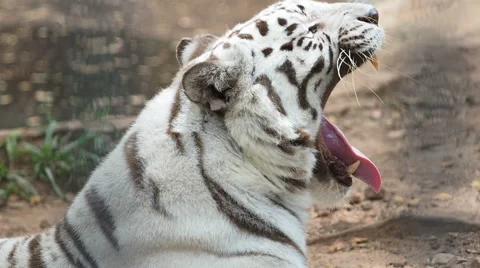 A white tiger resting, HD Clip. Stock Footage 55824936