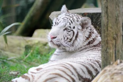 White tiger resting Stock Photos