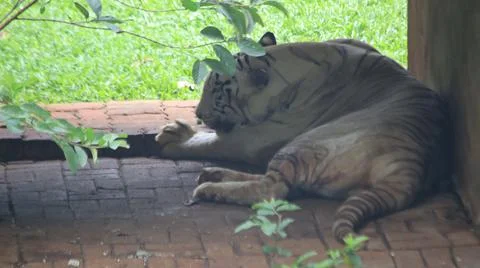 White Tiger Resting in Shade Stock Photos
