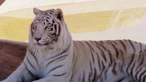 White tiger rests on ground under bright outdoor sunlight Stock Footage 329816340