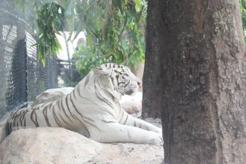 A white tiger rests on a rocky surface beside a tree, with a chain link fence 스톡 사진