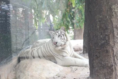 A white tiger rests on a rocky surface inside an enclosure with a chain link  스톡 사진