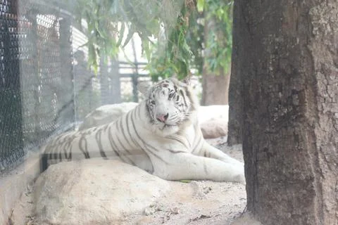 A white tiger rests on a sandy area inside an enclosure with a fencing wall a 스톡 사진