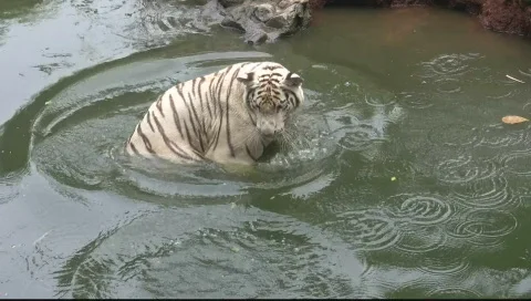 White Tiger in a River Stock Footage 710829