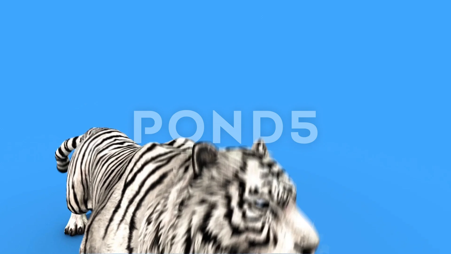 Tigre Branco Grandes Roar Animais Verde Frontal Tela 3d