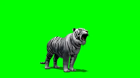 White Tiger roars - green screen 스톡 동영상 39367016