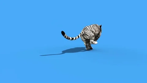 White Tiger Run Animals Back Green Scree... | Stock Video | Pond5