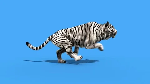White Tiger Run Animals Loop Green Screen 3D Rendering Animation Stock Footage 80447245