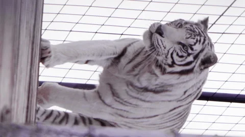 White tiger running along side zoo enclouser fence - vertical video Stock Footage 272425103
