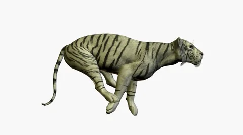 White Tiger Running Stock Footage 881178