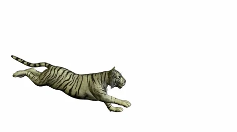 White tiger running Stock Footage 942143
