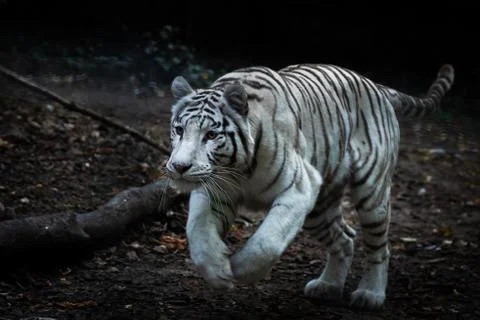 White tiger running in the forest Stock Photos
