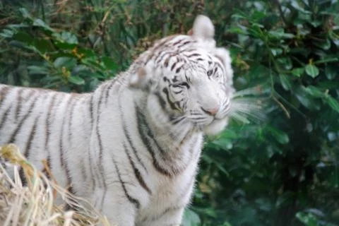 White tiger shakes its head Stock Photos