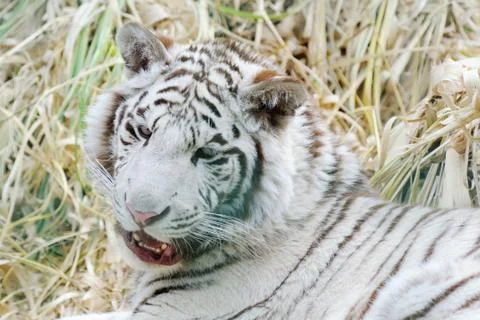 White tiger shows teeth Stock Photos