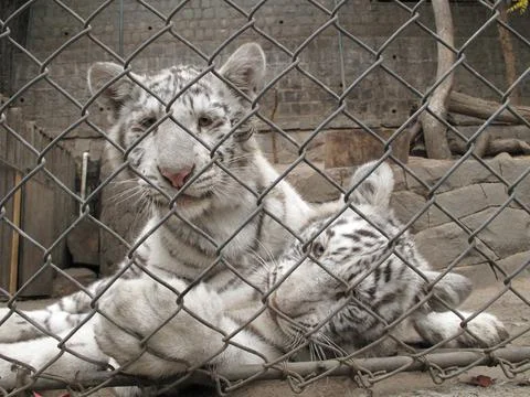 A white tiger sits in a from a dangerously close cage  Stock Photos