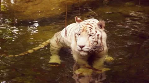 White tiger sitting in water Stock Footage 20434480