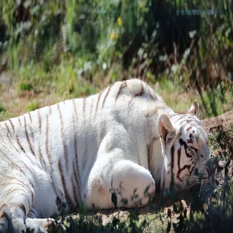 White Tiger Sleeping Stock Footage 69432702