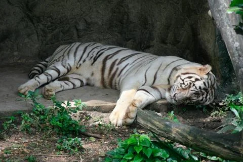 White tiger sleeping Stock Photos