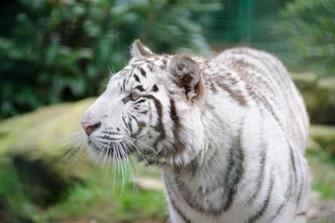 White tiger stalking Stock Photos