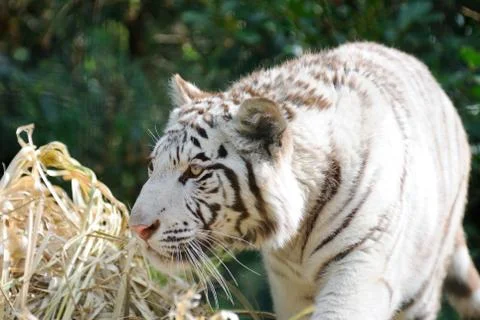 White tiger stalking Stock Photos