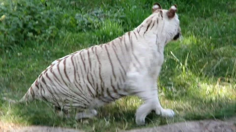 White Tiger standing up and going away Video stock 784118