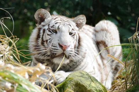 White tiger in sunlight Stock Photos