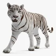 3D Model: Tiger Roar ~ Buy Now #90996497