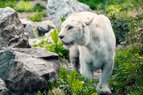 White tiger walking 2 Stock Photos