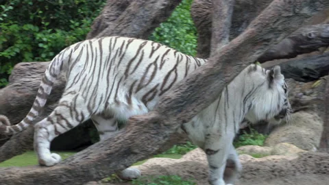 A white tiger walking down the runway. Stock Footage 146047264